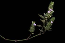 Image result for Megalochlamys hamata