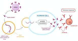 In translation, the cell uses the genetic information contained in mrna to make the proteins that carry out the cell's work. What Is Mrna The Messenger Molecule That S Been In Every Living Cell For Billions Of Years Is The Key Ingredient In Some Covid 19 Vaccines