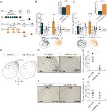 Image result for DLS 200C