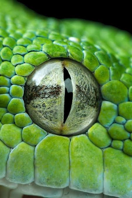 Snake Eye II by Henrik Vind | Close up snake eye, Pictures of snake eyes,  Reptile