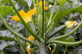 In unserem fachgeschäft für pflanzen bieten wir pflegeleichte zucchinipflanzen im topf an, die ab april. Alphabeet Magazin Zucchini Pflanzen Das Solltest Du Beachten