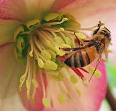 We did not find results for: Page 10 Royalty Free Bee On A Flower Photos Pikist