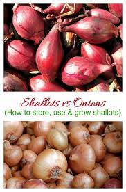 What S The Deal Shallots How To Use Store And Grow Shallots At Home Vegetables Growing Shallots Shallots