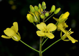 Image result for Brassica