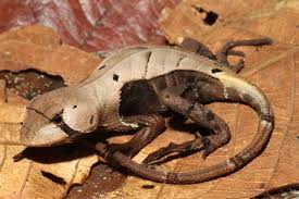 Typhlonectes Lizard Rare Animals Amphibians