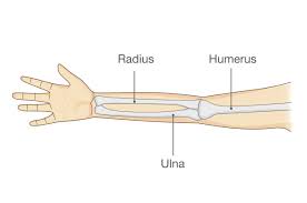Check spelling or type a new query. Broken Arm Symptoms