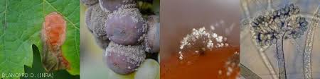 Image result for Botrytis cinerea