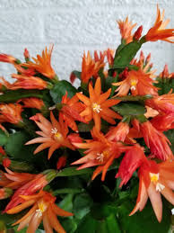 How do i care for my easter cactus? How To Care For The Easter Cactus Rhipsalidopsis Gaertnerrii The Houseplant Guru