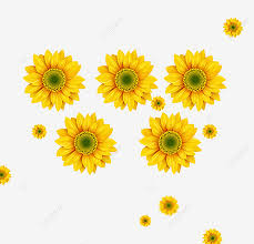 Download now 32 koleksi gambar sketsa bunga matahari keren wallpaper keren. Gambar Bunga Matahari Clipart Bunga Matahari Bunga Matahari Bunga Matahari Png Transparan Clipart Dan File Psd Untuk Unduh Gratis