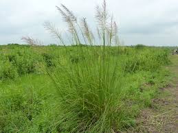 Image result for Chrysopogon