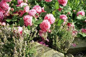 Originating on the volcanic île de bourbon (now known as réunion) in the indian ocean, these beauties started as the love children of damask and china roses planted in hedgerows in the early 1800s. Blute Der Historischen Rosa Rose Louise Odier Bourbon Rose Mit Lavendel Im Sommergarten Lizenzfreie Fotos Bilder Und Stock Fotografie Image 76570726