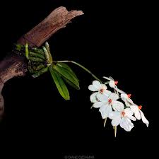 Image result for Aerangis