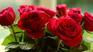 Amazing beautiful red flowers in the world!! Roses Red Flowers Background Hd Desktop Wallpaper Widescreen High Definition Fullscreen