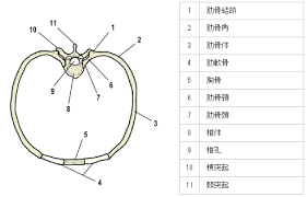 肋骨周辺の筋肉を一つずつ分解して動かせますか t 筋肉 体 ツボ 腰 ストレッチ
