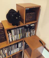 僕の特等席 使用家具 ny ニャンド root shelf ブラウン nyand 猫家具ニャンド 猫家具 プチリノベ家具 猫 ねこ neko cat 家具 家具選び インテリア インテリアデザイン interior お部屋 おしゃれな空間 飾り棚 キャットタワー 猫 tiere