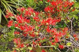 Image result for Cassytha pondoensis