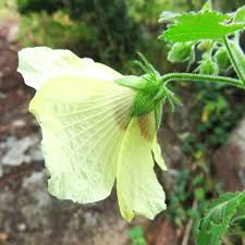 Image result for Hibiscus vitifolius