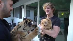 We did not find results for: Logan Paul S Video Of Tiger Cub Lands Cat Owner In Hot Water Abc13 Houston