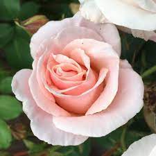 Like most floribundas, this rose is also a repeat bloomer and will benefit nicely from a few. Pretty Lady Floribunda Rose