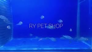 The intensive cooperation with the german organization das futterhaus resulted in the beautiful aquatics department for the new store in mayen. Cichlids Fish Ikan Hiasan Youtube