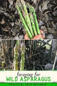 Adventures In Stalking Wild Asparagus Asparagus Wild Food Foraging Wild Food