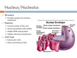 Jan 17, 2020 · nucleus: Nucleus Nucleolus Structure Function Cell Type Ppt Video Online Download