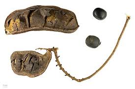 Image result for Macropsychanthus