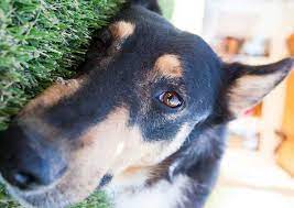 Metronidazole For Dogs Dosage Uses Side Effects Dog Smells Dogs Your Dog