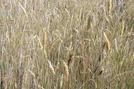 Image result for Anthoxanthum