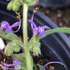 Image result for Blumea adamsii