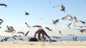 Crazy Bird From Finding Dory Crazy Bird Prank Pranks Crazy Bird Birds