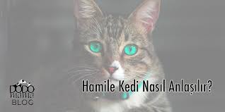Hamile Kedi Nasil Anlasilir