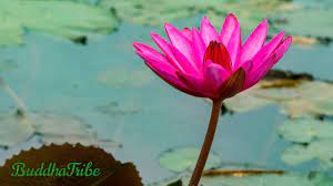 Be Calm And Focused Asian Meditation Music Beautiful Instrumental Japanese Music Zen Garden Youtube