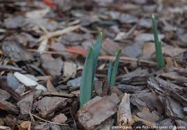 Juniorgärtner wann pflanzt man blumenzwiebeln. Blumenzwiebeln Pflanzen Zeitpunkt Standort Und Blutezeiten Garten Hausxxl Garten Hausxxl