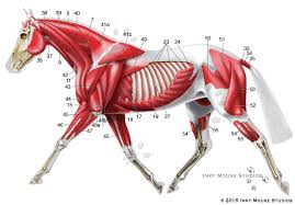 Equine Superficial Musculature Anatomy Chart
