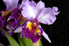 Pflanzen Furs Bad Gesucht Die 12 Besten Badpflanzen Pflanzen Furs Bad Pflanzen Badezimmerpflanzen