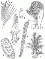 Image result for Raphia farinifera