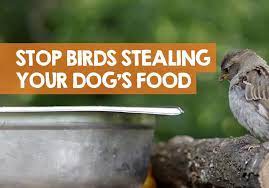 How To Stop Birds Stealing Dog Food 8 Methods
