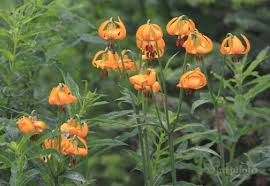 The rain and the snow storms. Flowers That Flourish In Portland Blessing Landscapes