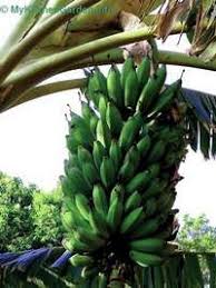 There are a few easy steps to follow in order to properly prune your banana tree. Banana Tree Not Flowering How To Get Banana Tree To Fruit