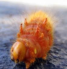 Seems like green would blend in best no matter what the food plant. Imperial Moth Caterpillar Moth Caterpillar Imperial Moth Moth