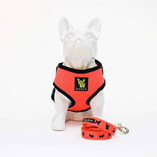Best Harnesses For Small Dogs 2019 The Truth About This