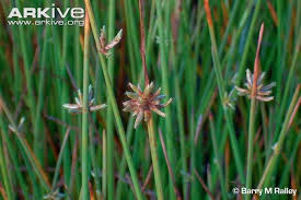 Image result for Cyperus laevigatus