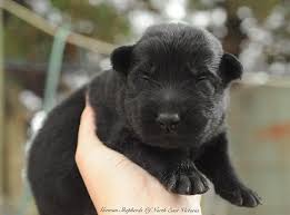 6 Week Black And White Pitbull Puppy 6 Weeks And Counting German Shepherd Photography Dog Activities White Pitbull Puppies