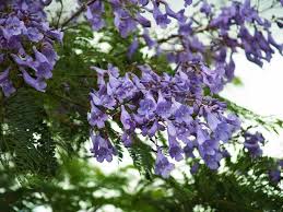 It has these lovely purple flowers in summer and is around 2.5m tall. Spring Is Full Of Maui S Flowering Trees