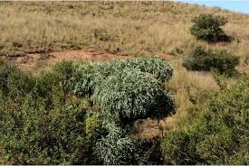 Image result for Cussonia zimmermannii