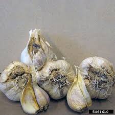 Garlic Bulbs Struck By Nematode Infestation Garlic Nematode Garlic Bulb