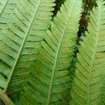 Image result for Ctenitis cirrhosa