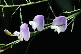 Our Psoralea Fleta Weeping Blue Broom Just Started To Get Its First Flowers It Has An Interesting Scent And Smells Jus Flowers Pretty Plants Purple Flowers
