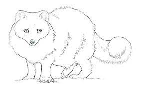 Maybe you would like to learn more about one of these? Realistic Fox Coloring Pages Fox Coloring Page Fox Coloring Fox Coloring Pages